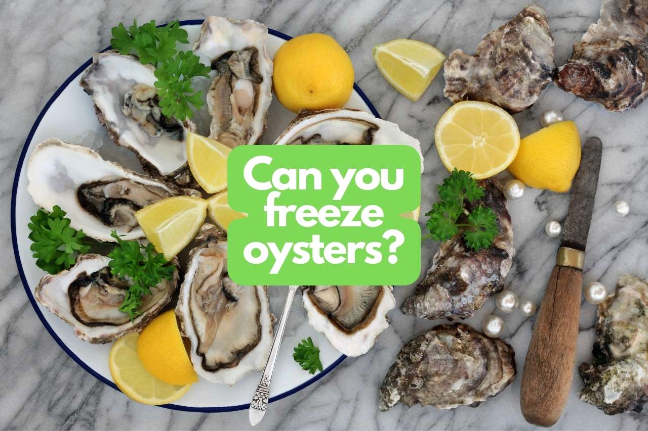 You are currently viewing Can you freeze oysters? – Comprehensive guide