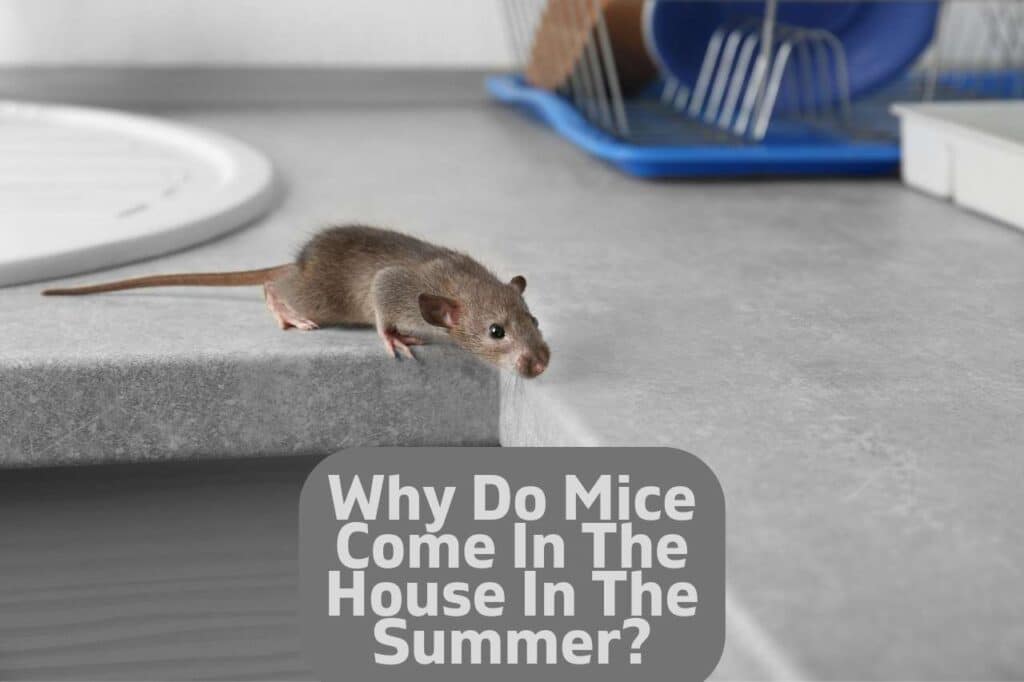 Why Do Mice Come Into The House In The Summer