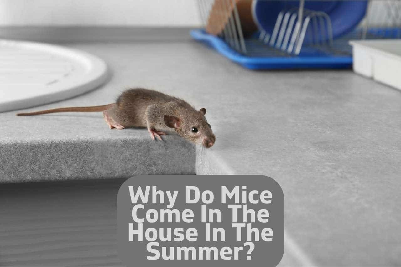 You are currently viewing Why Do Mice Come Into The House In The Summer – Guide