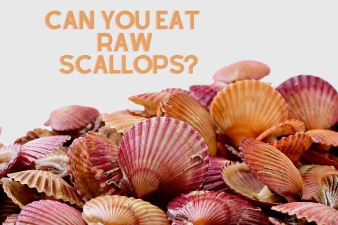 Can you eat raw scallops