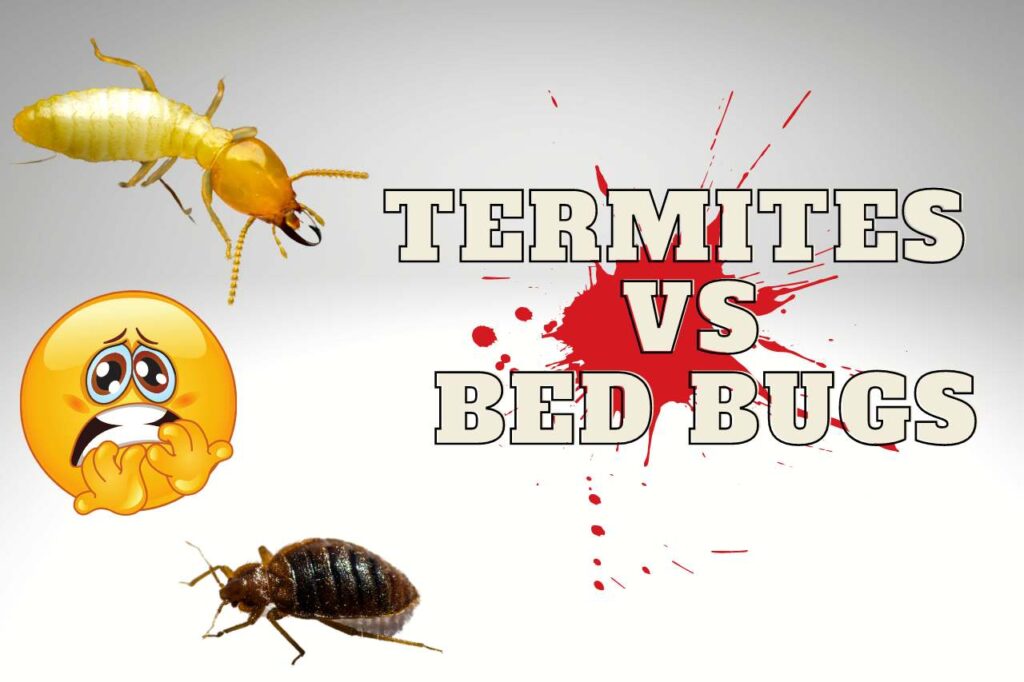 termites vs bed bugs