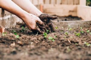 Read more about the article Gardening 101 – How to Start a Garden