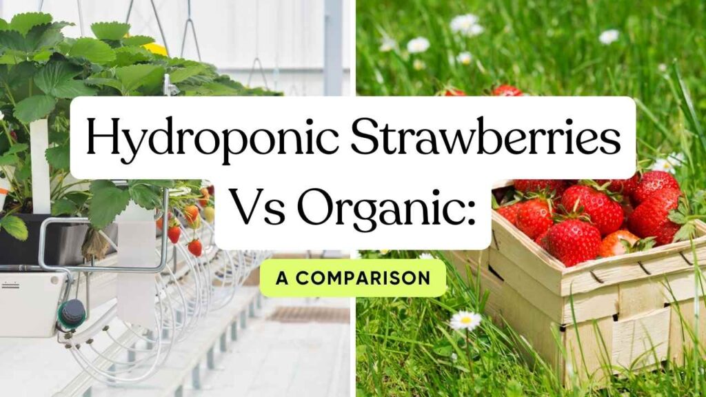 Hydroponic Strawberries Vs Organic