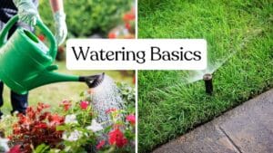 beginner gardening tips