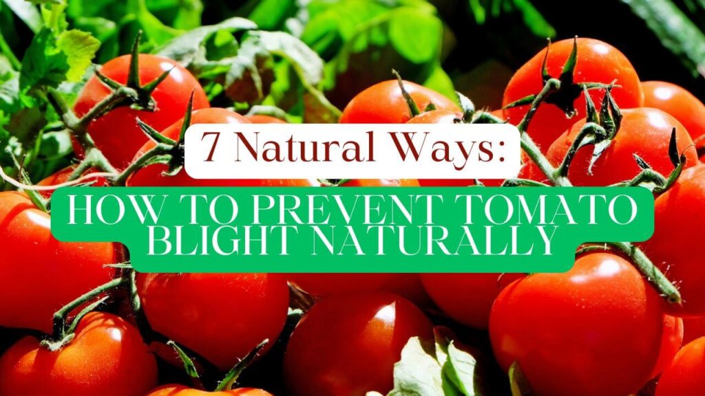 7 Natural Ways How to Prevent Tomato Blight Naturally